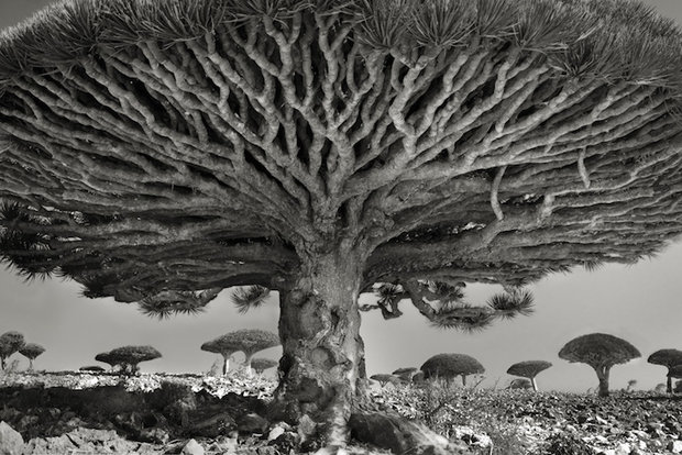 عجیب‌ترین درختان قدیمی دنیا