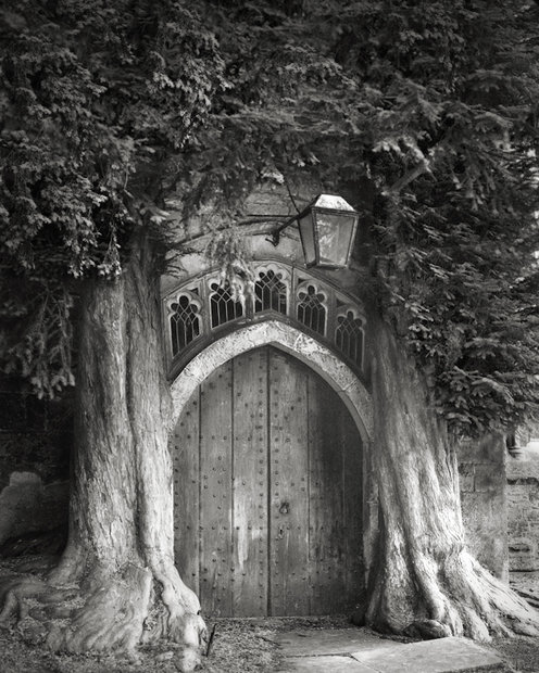 عجیب‌ترین درختان قدیمی دنیا