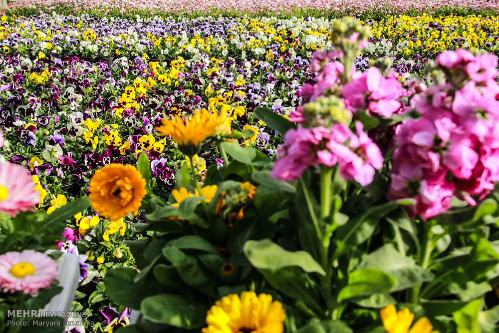 آماده سازی 130 هزار گل در گلخانه های بجنورد