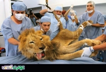 بیمارستان حیوانات