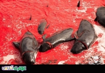 قتل عام نهنگ‌ها