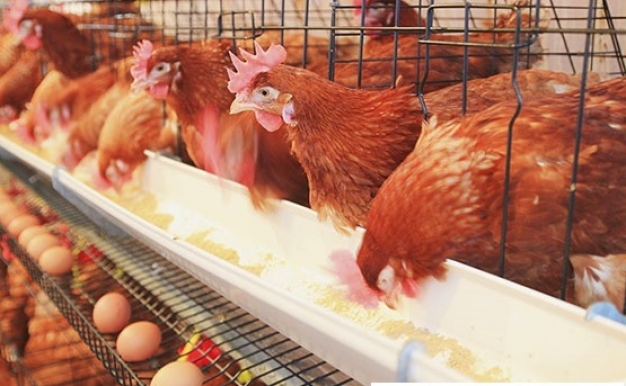 تایید آلودگی مرغ‌های گوشتی به بیماری آنفولانزا