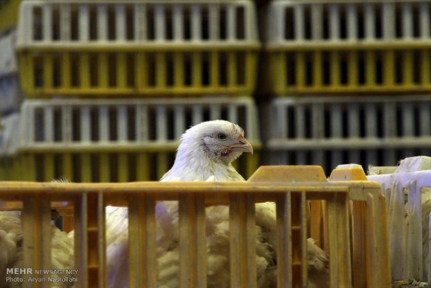 شیوع آنفلوانزای پرندگان در واحدهای مرغ گوشتی تکذیب شد