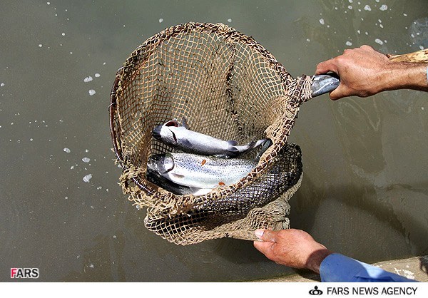 سود ۷ هزار تومانی دلالان از فروش هر کیلو ماهی قزل‌آلا