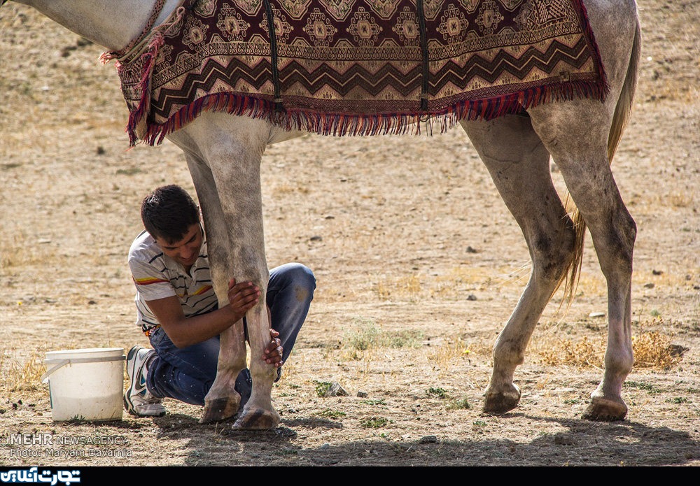 جشنواره منطقه ای زیبایی اسب اصیل ترکمن