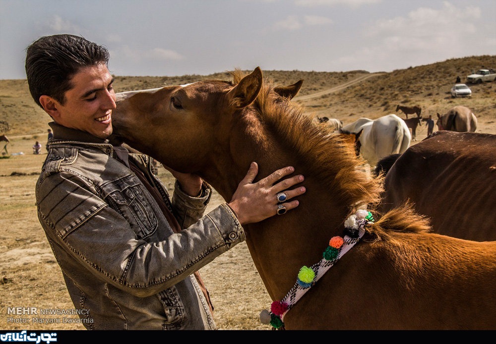 جشنواره منطقه ای زیبایی اسب اصیل ترکمن