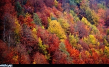 پاییز هزار رنگ در جاده اسالم- خلخال