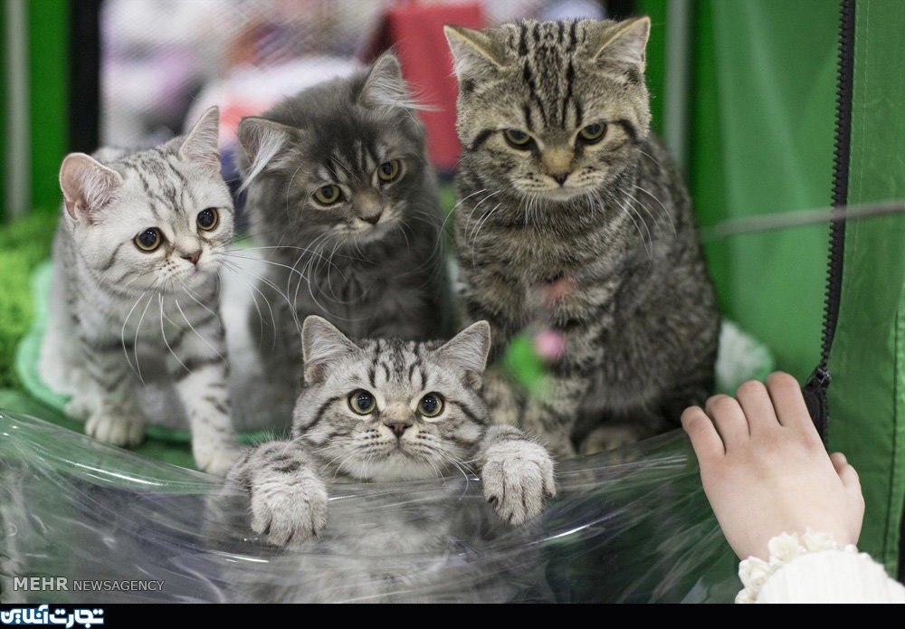 نمایشگاه گربه ها در مسکو‎