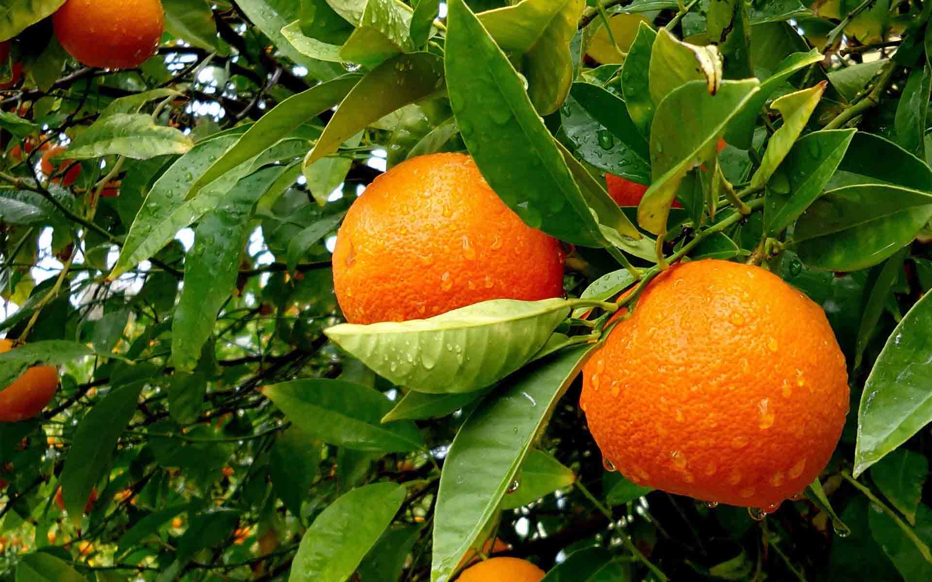 افزایش ۶ برابری قیمت پرتقال از باغ تا مغازه