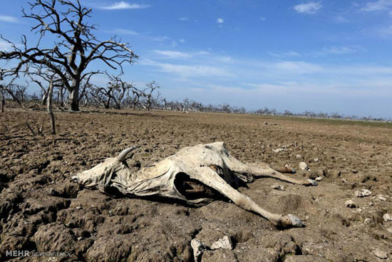 شمارش معکوس شروع خشکسالی شدید در کشور