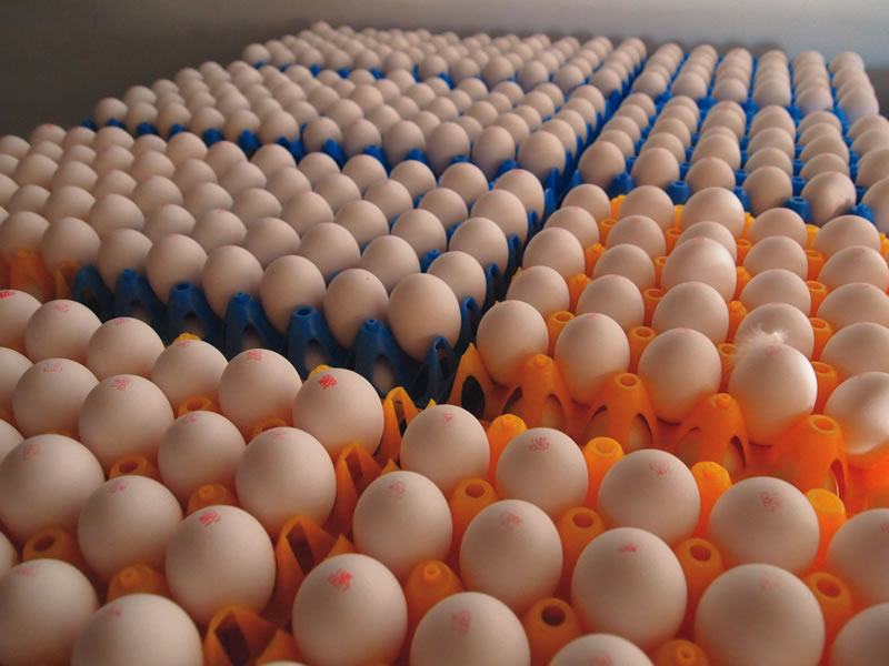 تخم مرغ گران‌تر از شانه‌ای ۱۲۶۰۰ تومان نخرید!