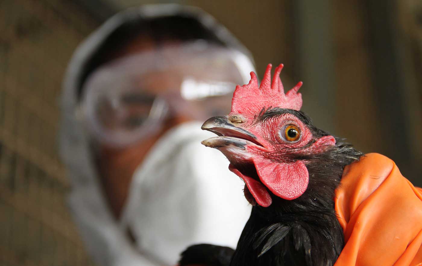 آنفلوانزای پرندگان به مرحله تلفات انسانی رسید