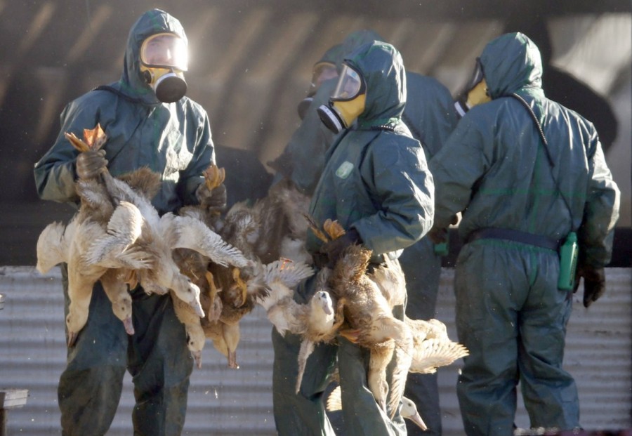 هشدار وزارت بهداشت درخصوص شیوع آنفلوآنزای پرندگان