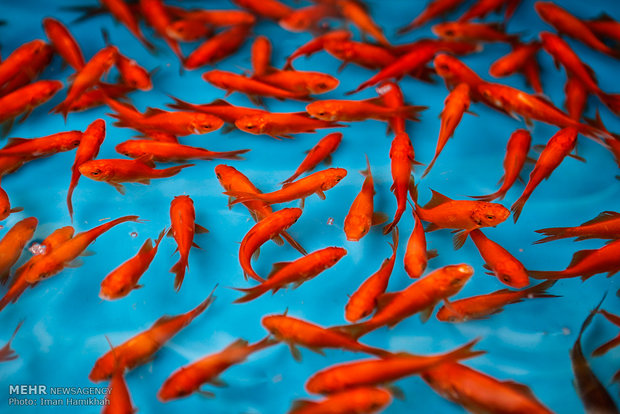 توصیه‌های دامپزشکی برای خرید و نگهداری ماهی قرمز