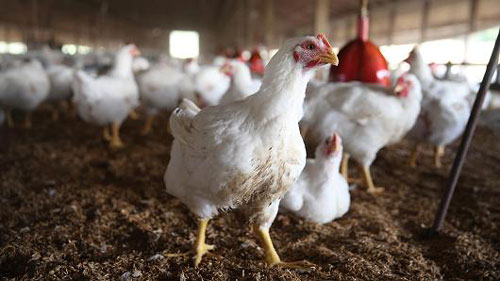 تلف شدن 27 میلیون مرغ به خاطر شیوع آنفلوانزای پرندگان