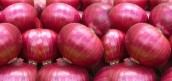 سقوط آزاد قیمت پیاز در میدان مرکزی تره بار