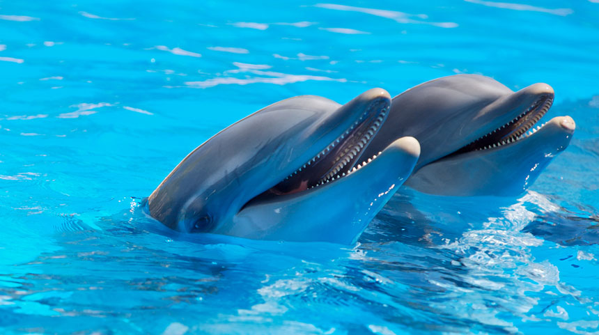 جنگ الکترونیک عامل قتل عام دلفین‌های خلیج فارس