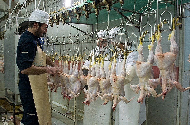 ماجرای توزیع مرغ مرده در بازار