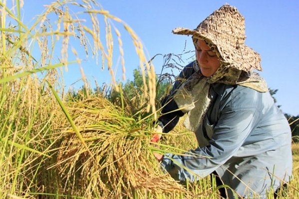 برنج ایرانی روی دست شالیکاران ماند