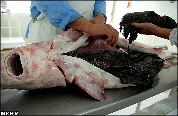 صید و خرید و فروش ماهیان خاویاری ممنوع است