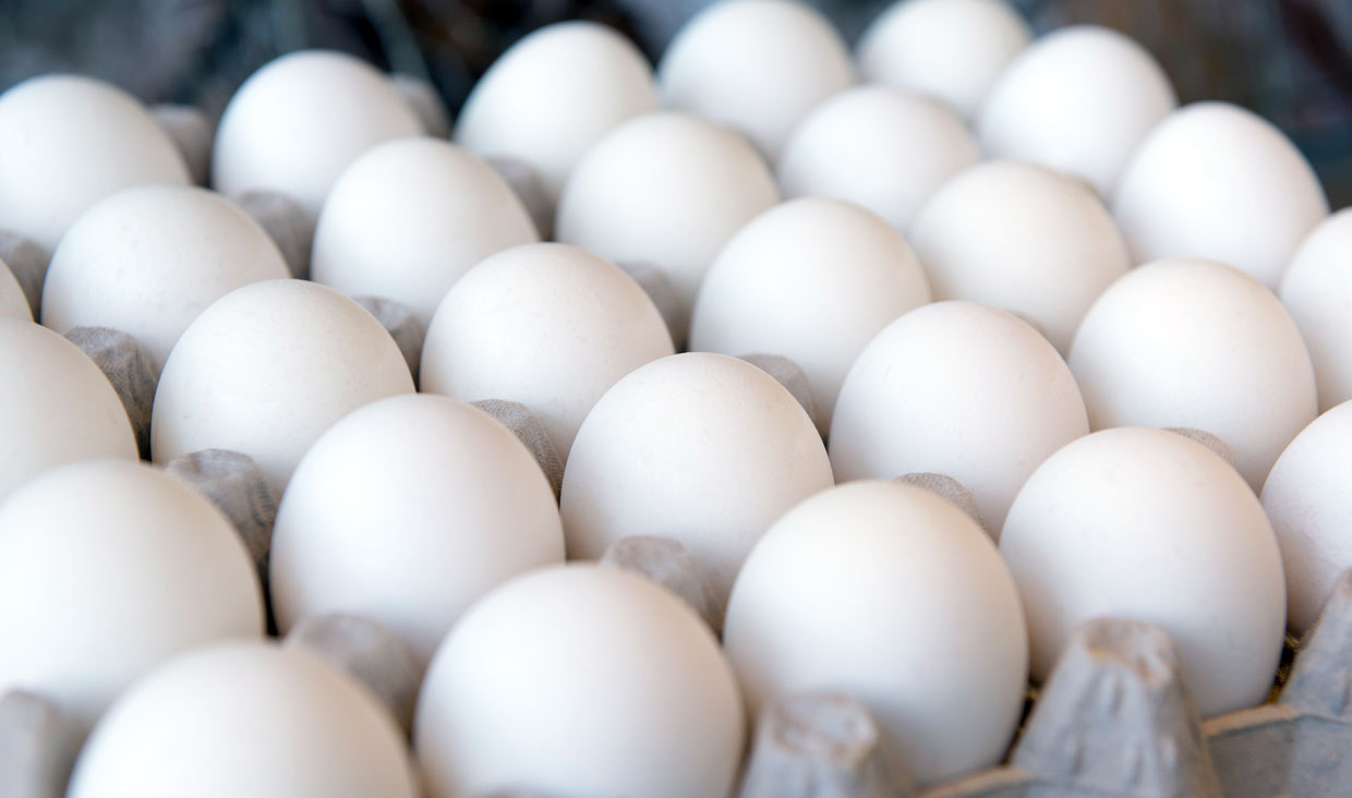 کاهش 25 درصدی قیمت تخم مرغ