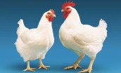 مرغ دوباره از قفس پرید!