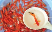 اگر ماهی قرمز می خرید؛ بخوانید