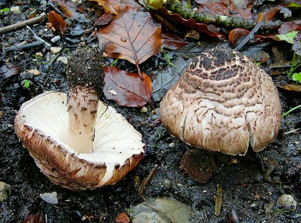 ماجرای قارچ های مرگبار و مسموم چیست؟
