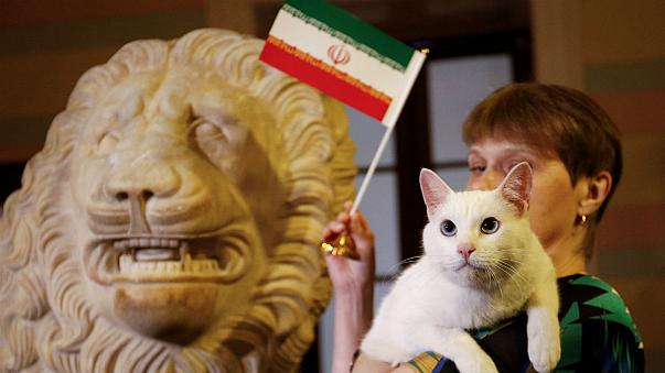 گربه روسی برنده دیدار ایران - اسپانیا را مشخص کرد + فیلم