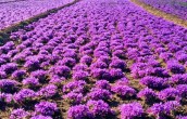 تعیین نرخ مرجع زعفران دنیاتوسط ایران؛ به زودی