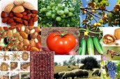 ممنوعیت صادرات ۱۸ قلم کالای اساسی و ضروری کشاورزی