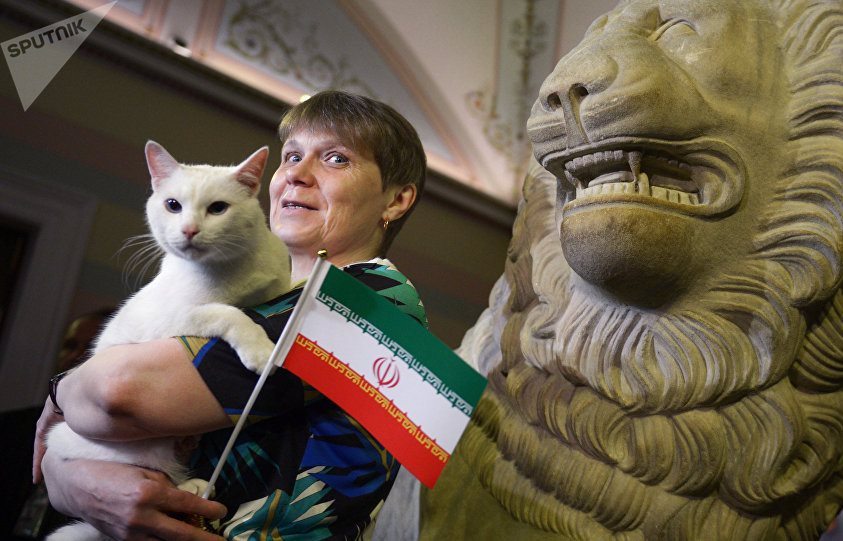 پیشگویی عجیب گربه روسی درباره بازی ایران و پرتغال