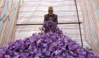 دلالان، اقتصاد زعفران را به باد می دهند