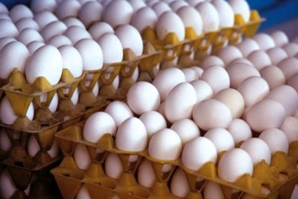 رانت‌خواران به دنبال واردات تخم مرغ
