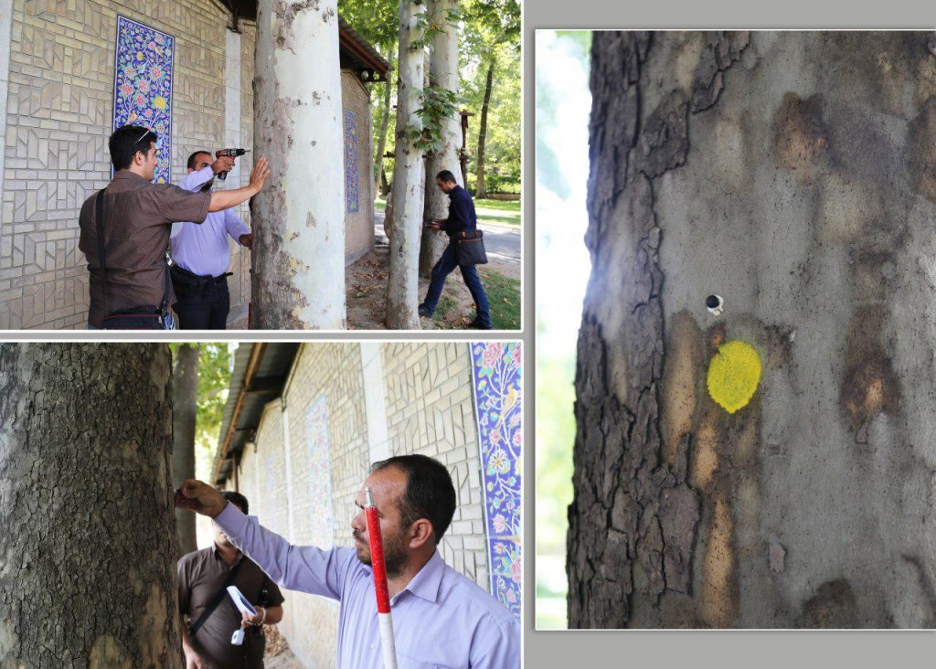 واقعیت ماجرای نصب شنود در درختان تهران چیست؟