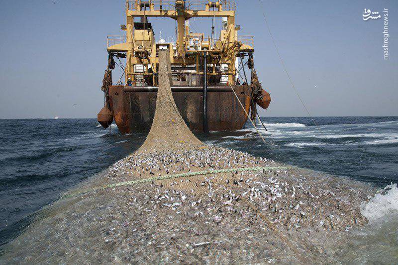 واکنش سازمان محیط زیست به ماجرای ماهیگیری چینی‌ها