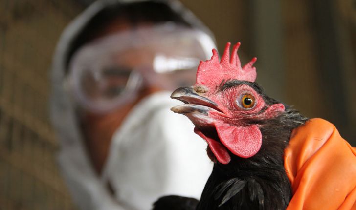 آلودگی۱۰کانون به آنفلوانزای پرندگان