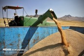 نامه سرگشاده گندمکاران به روحانی