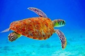 علت مرگ دسته جمعی لاکپشتها چه بود؟