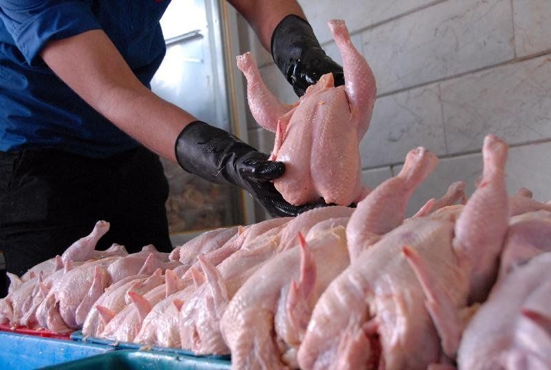 رکوردشکنی قیمت مرغ در بازار