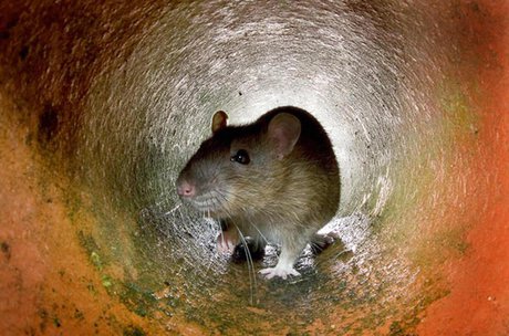موش‌های پاریس، بحث داغ کارزار‌های انتخاباتی