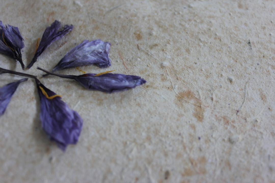 تولید آزمایشی کاغذ از گلبرگ زعفران برای اولین بار در دنیا
