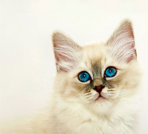عکس چشمان آبی گربه