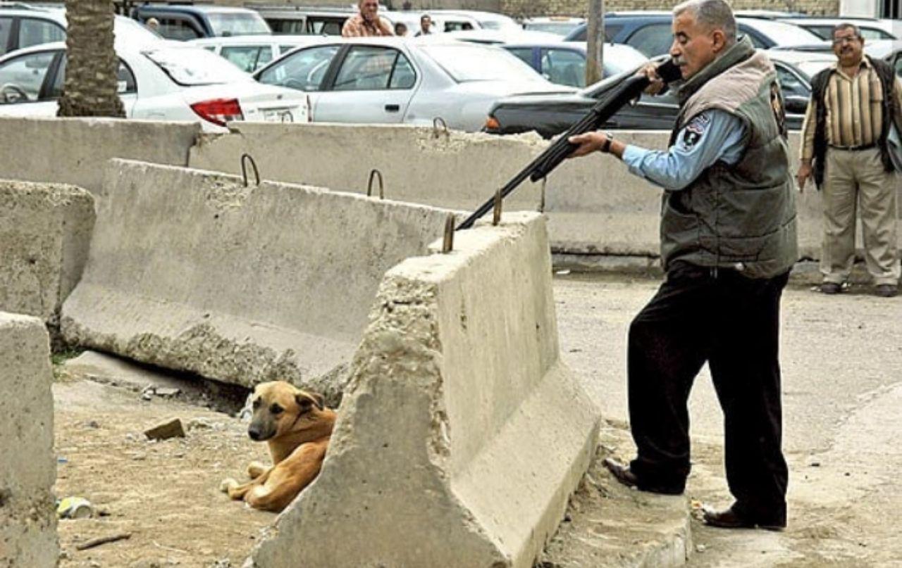 ورود پلیس به ماجرای سگ کشی