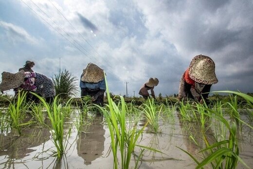 توضیح جهانگیری درباره واردات برنج