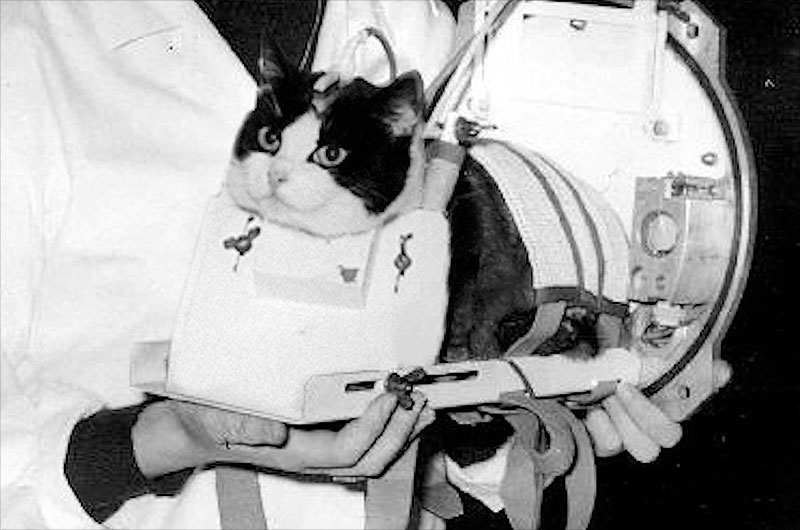 فلیست، اولین گربه‌ی فضانورد