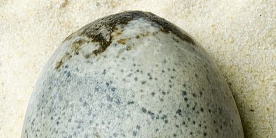 قدیمی‌ترین تخم‌مرغ جهان کشف شد