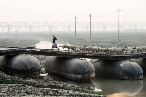 عبور گله گوسفند از روی یک پل چوبی در شهر الله آباد هندوستان/ خبرگزاری فرانسه