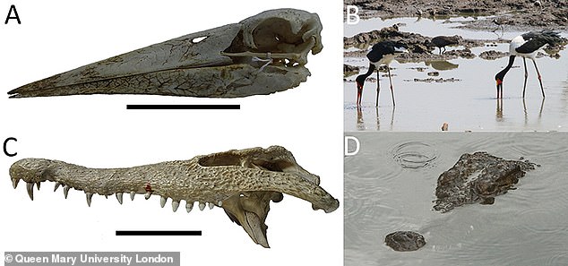 کشف فسیل دایناسور 15 متری گوشتخوار (+عکس)