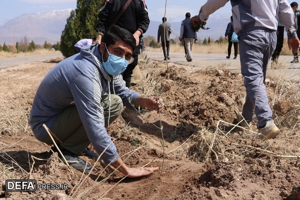کاشت 1700نهال درخت در یادمانهای شهدای گمنام کرمان